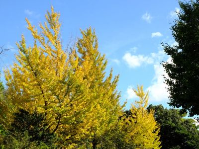 メゾン桜ヶ丘周辺（銀杏）
