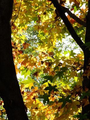 都筑ふれあいの丘の紅葉葉楓アメリカフウ（モミジバフウ）
