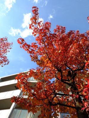 都筑ふれあいの丘の紅葉葉楓アメリカフウ（モミジバフウ）
