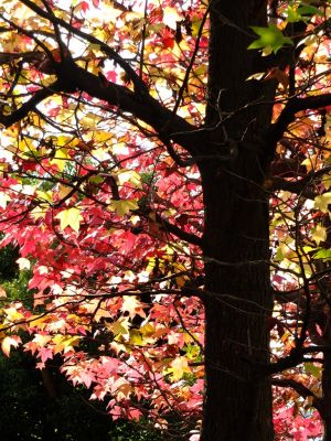 都筑ふれあいの丘の紅葉葉楓アメリカフウ（モミジバフウ）
