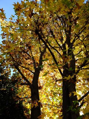 都筑ふれあいの丘の紅葉葉楓アメリカフウ（モミジバフウ）
