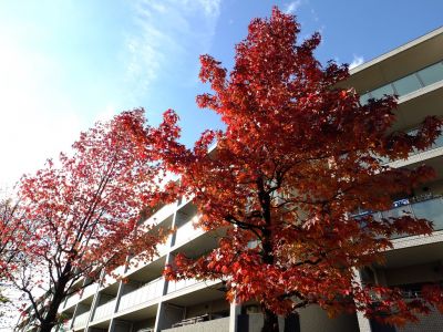 都筑ふれあいの丘の紅葉葉楓アメリカフウ（モミジバフウ）
