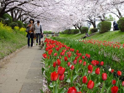 江川せせらぎ緑道
