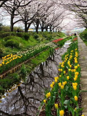 江川せせらぎ緑道
