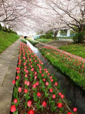 江川せせらぎ緑道
