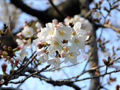 都筑江川せせらぎ緑道
