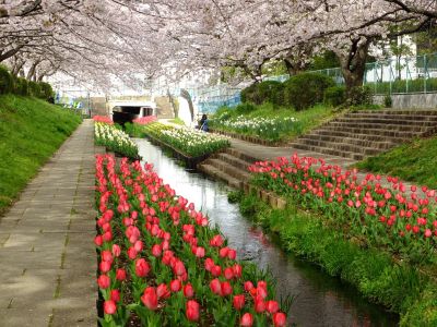 江川せせらぎ緑道
