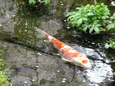 江川せせらぎ緑道
