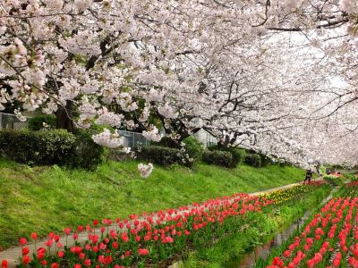 江川せせらぎ緑道
