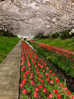 江川せせらぎ緑道
