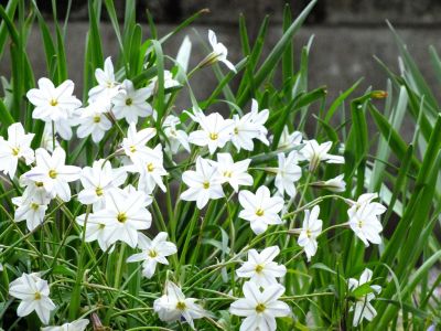 江川せせらぎ緑道
