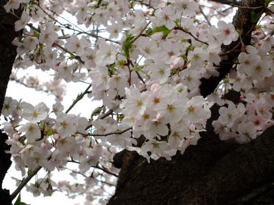 江川せせらぎ緑道
