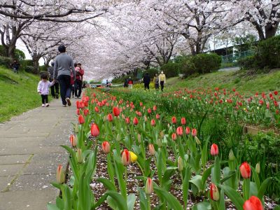 江川せせらぎ緑道
