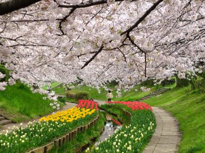 江川せせらぎ緑道
