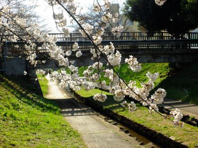 都筑江川せせらぎ緑道
