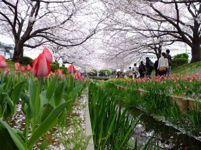 江川せせらぎ緑道

