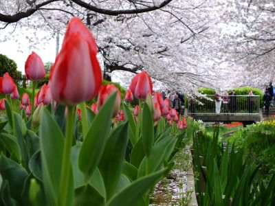江川せせらぎ緑道
