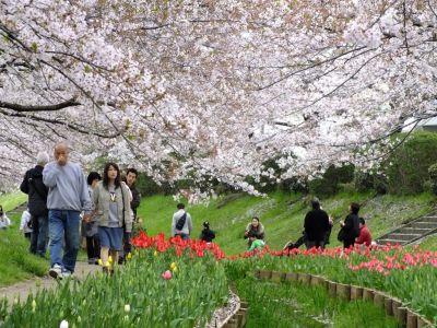 江川せせらぎ緑道
