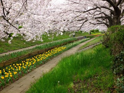 江川せせらぎ緑道
