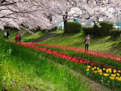 江川せせらぎ緑道
