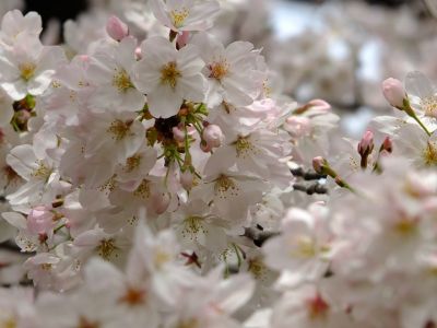 江川せせらぎ緑道
