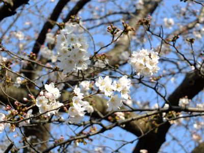 都筑江川せせらぎ緑道
