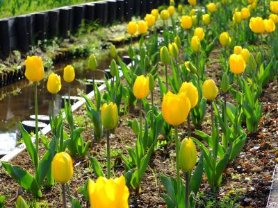 都筑江川せせらぎ緑道
