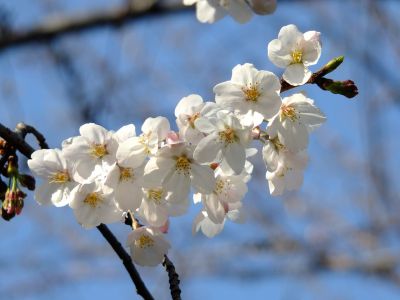 都筑江川せせらぎ緑道
