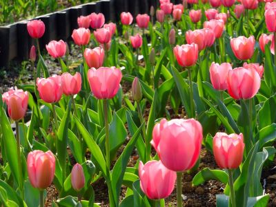 都筑江川せせらぎ緑道
