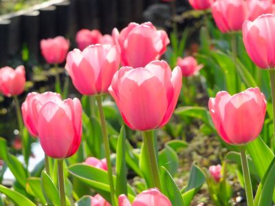 都筑江川せせらぎ緑道
