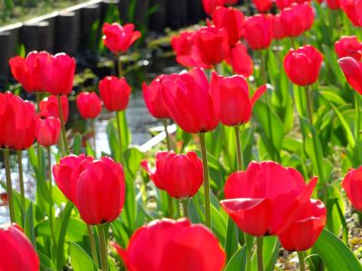 都筑江川せせらぎ緑道
