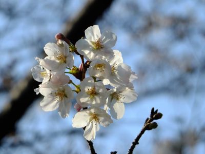 都筑江川せせらぎ緑道
