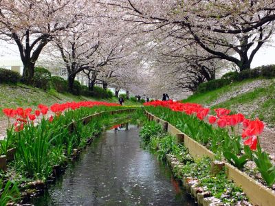 江川せせらぎ緑道
