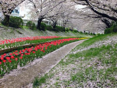 江川せせらぎ緑道
