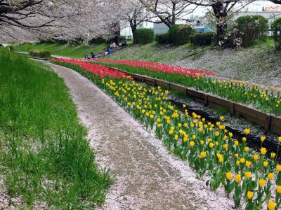 江川せせらぎ緑道
