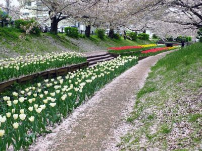 江川せせらぎ緑道
