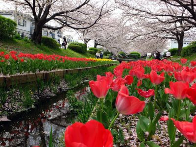 江川せせらぎ緑道
