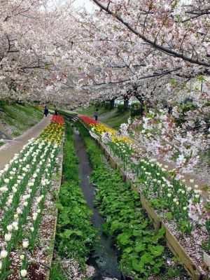 江川せせらぎ緑道
