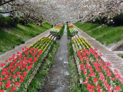 江川せせらぎ緑道
