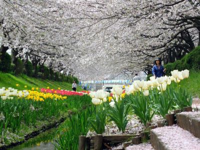 江川せせらぎ緑道
