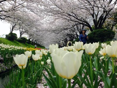 江川せせらぎ緑道
