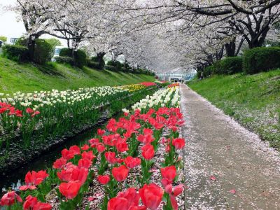 江川せせらぎ緑道
