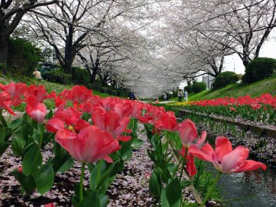 江川せせらぎ緑道
