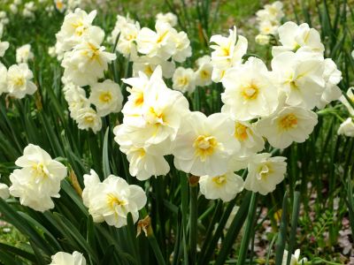 江川せせらぎ緑道（水仙）
