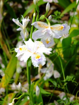 江川せせらぎ緑道（しゃが）
