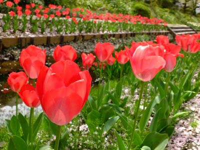 江川せせらぎ緑道
