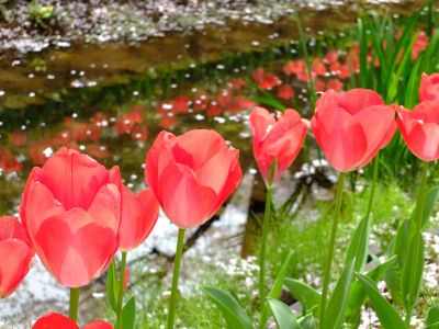 江川せせらぎ緑道
