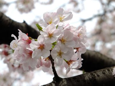 江川せせらぎ緑道
