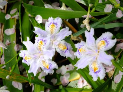 江川せせらぎ緑道（しゃが）
