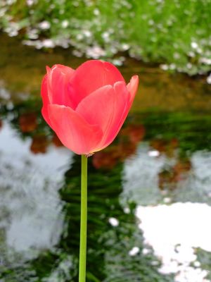 江川せせらぎ緑道
